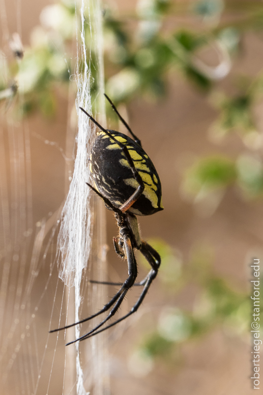 don edwards, alviso